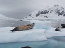Antarctica2—50