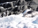 Antarctica5—19