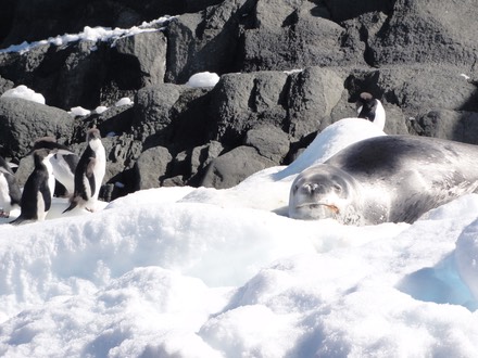 Antarctica5—19