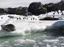 Antarctica5—44