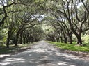 Hilton Head—65