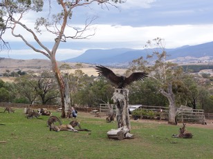 Hobart—82