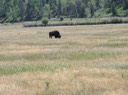 RoadTrip-Wyoming—13