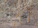 Senegal—37