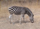 Senegal—40