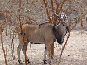 Senegal—45
