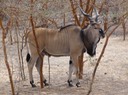 Senegal—48