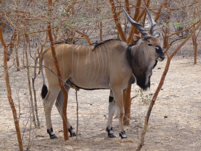 Senegal—48