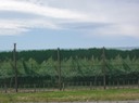 Tauranga—18