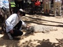 The Gambia—60