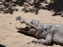 The Gambia—64