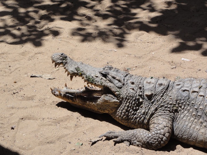 The Gambia—64