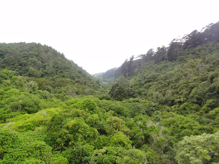 Wellington—33